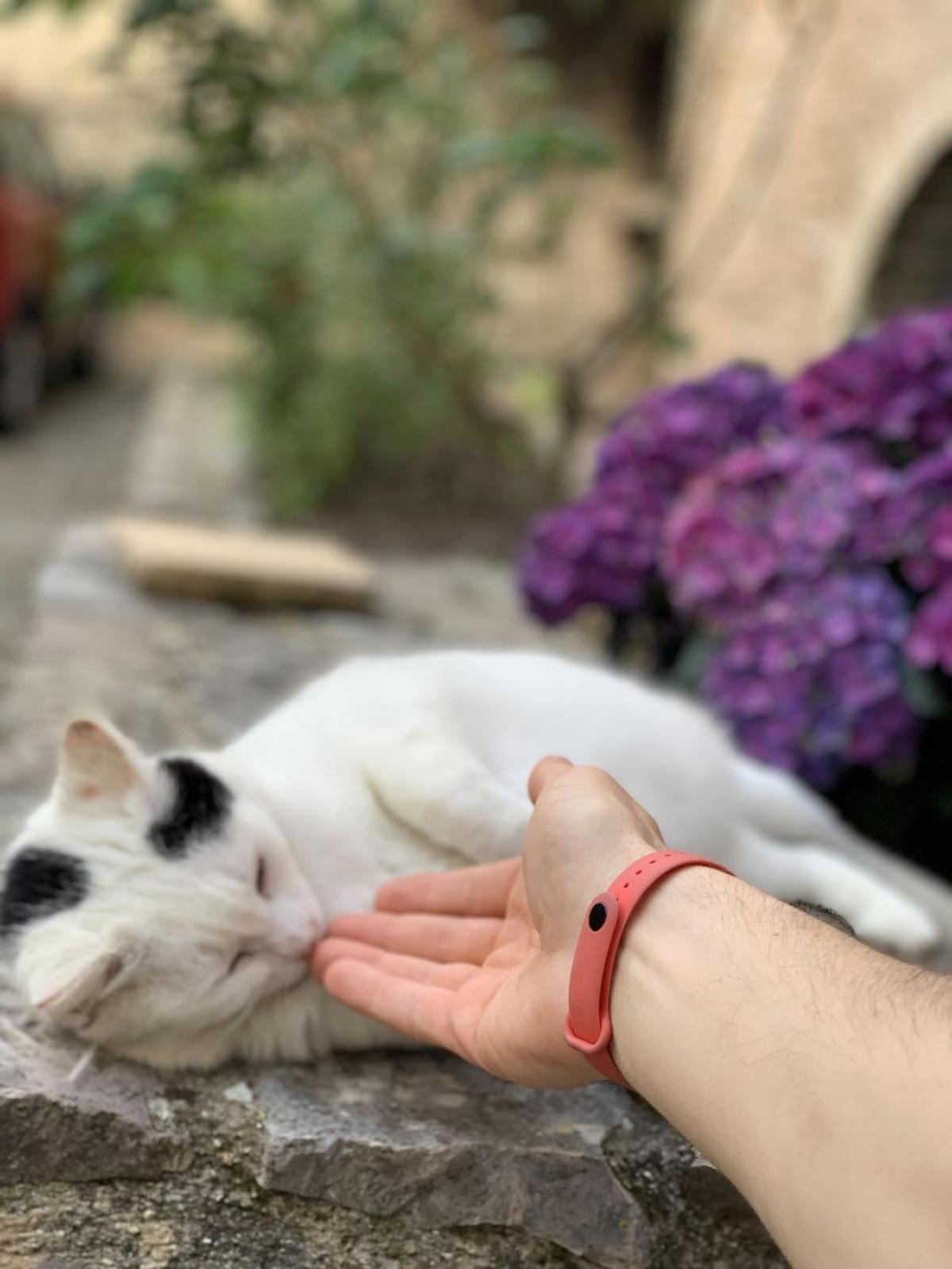 לינה וארוחת בוקר בוואניה Lucky Garden מראה חיצוני תמונה